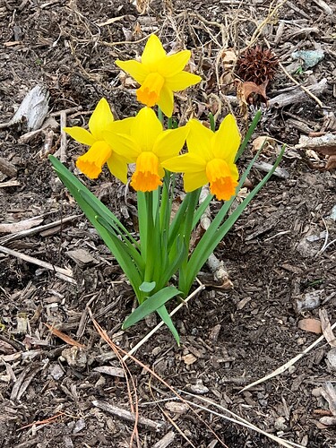 first daffodils of spring