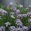 Alyssum